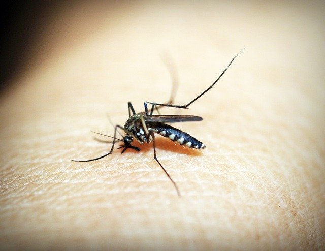 mosquitoe-1548947_640.jpg